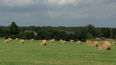 Hay bales are an investment worth protecting